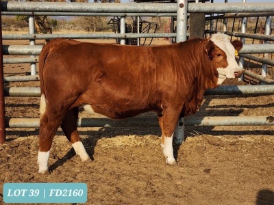 1 x SIMMENTAL Heifer Tholo Holdings