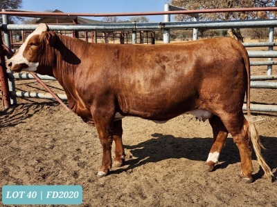 1 x SIMMENTAL Heifer Tholo Holdings