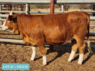 1 x SIMMENTAL Heifer Tholo Holdings