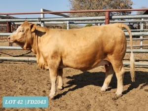 1 x SIMMENTAL Heifer Tholo Holdings