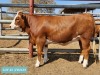 1 x SIMMENTAL Heifer Tholo Holdings