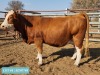 1 x SIMMENTAL Cow Tholo Holdings