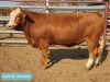 1 x SIMMENTAL Heifer Tholo Holdings