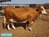 1 x SIMMENTAL Cow Tholo Holdings