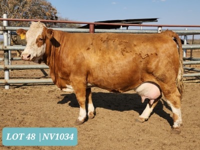 1 x SIMMENTAL Cow Tholo Holdings