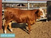 1 x SIMMENTAL Heifer Tholo Holdings