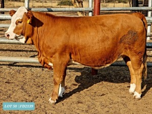 1 x SIMMENTAL Heifer Tholo Holdings