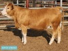 1 x SIMMENTAL Heifer Tholo Holdings