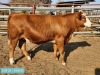 1 x SIMMENTAL Heifer Tholo Holdings