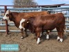 1+1 x SIMMENTAL Cow & Calf Tholo Holdings