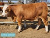 1 x SIMMENTAL Heifer Tholo Holdings - 2