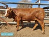 1 x SIMMENTAL Heifer Tholo Holdings - 2