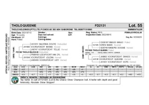 1 x SIMMENTAL Heifer Tholo Holdings