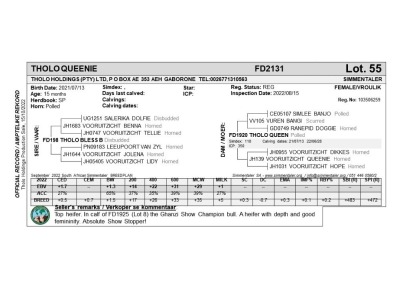 1 x SIMMENTAL Heifer Tholo Holdings