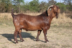 1 x KALAHARI RED BUCK FLOCK TEATS KILIFI CREEK