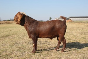 1 x KALAHARI RED BUCK FLOCK KILIFI CREEK