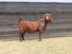 1 x KALAHARI RED BUCK FLOCK TEATS VAN HEERDEN STOET