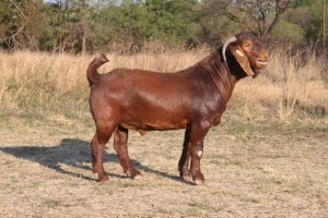 1 x KALAHARI RED BUCK PS KILIFI CREEK