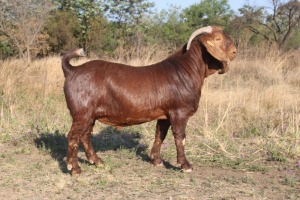 1 x KALAHARI RED BUCK FLOCK KILIFI CREEK