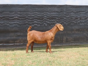 1 x KALAHARI RED DOE PS VAN HEERDEN STOET