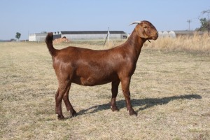 1 x KALAHARI RED DOE STUD Pregnant KILIFI CREEK