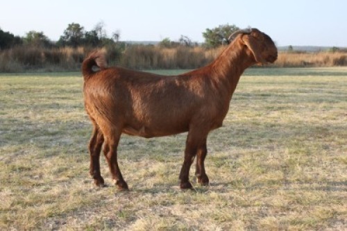 1 x KALAHARI RED DOE STUD Pregnant KILIFI CREEK