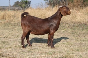 1 x KALAHARI RED DOE STUD Pregnant KILIFI CREEK