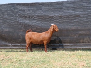 1 x KALAHARI RED DOE PS VAN HEERDEN STOET