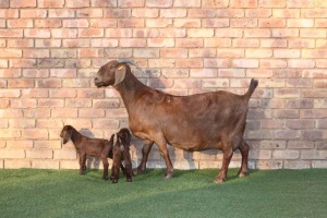 1 x KALAHARI RED DOE STUD KILIFI CREEK