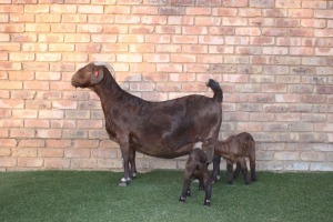 1 x KALAHARI RED DOE FLOCK COLOUR KILIFI CREEK