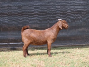 1 x KALAHARI RED DOE PS VAN HEERDEN STOET