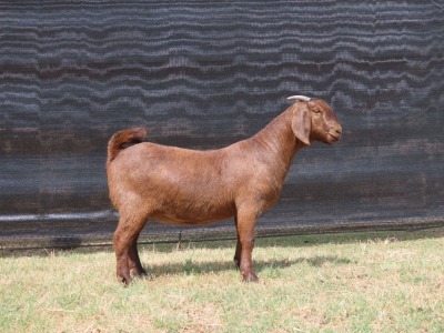 1 x KALAHARI RED DOE PS VAN HEERDEN STOET