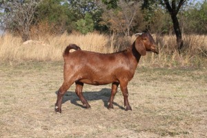 1 x KALAHARI RED DOE FLOCK Pregnant KILIFI CREEK