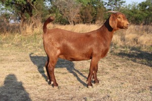 1 x KALAHARI RED DOE PS Pregnant KILIFI CREEK