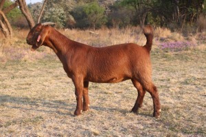 1 x KALAHARI RED DOE PS KILIFI CREEK