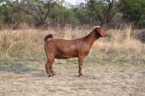 WITHDRAW - 1 x KALAHARI RED DOE KILIFI CREEK