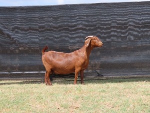 1 x KALAHARI RED DOE STUD VAN HEERDEN STOET