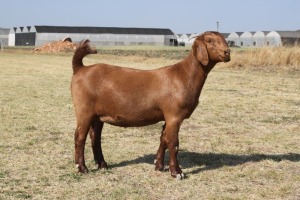 1 x KALAHARI RED DOE FLOCK COLOUR KILIFI CREEK