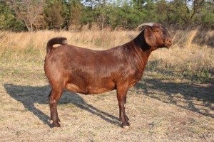 1 x KALAHARI RED DOE FLOCK COLOUR KILIFI CREEK