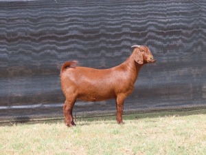 1 x KALAHARI RED DOE STUD VAN HEERDEN STOET