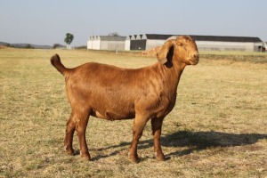 1 x KALAHARI RED DOE FLOCK KILIFI CREEK