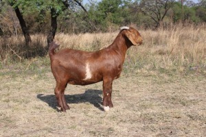 1 x KALAHARI RED DOE FLOCK COLOUR KILIFI CREEK