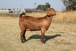 1 x KALAHARI RED DOE FLOCK KILIFI CREEK