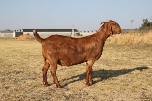 1 x KALAHARI RED DOE FLOCK COLOUR Pregnant KILIFI CREEK