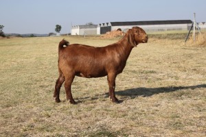 1 x KALAHARI RED DOE FLOCK TEATS KILIFI CREEK