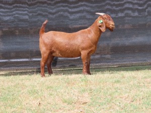 1 x KALAHARI RED DOE FLOCK VAN HEERDEN STOET