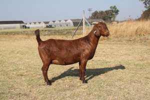 1 x KALAHARI RED DOE FLOCK KILIFI CREEK