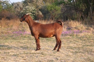 1 x KALAHARI RED DOE FLOCK KILIFI CREEK