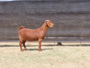 1 x KALAHARI RED DOE FLOCK VAN HEERDEN STOET