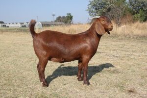 1 x KALAHARI RED DOE STUD KILIFI CREEK